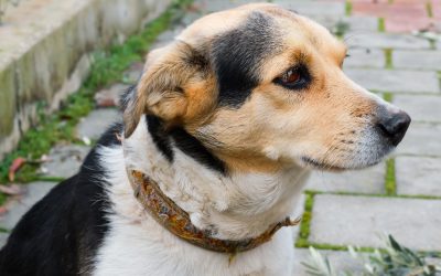 Buscamos a Bruno, visto por última vez en Cerradas de Santa Rosa