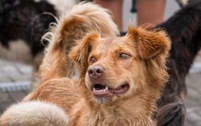Ayúdanos a encontrar a Luna, extraviada en Apodaca