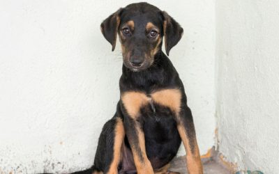 Se busca a Canela esta extraviada