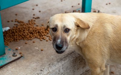 Una nueva oportunidad para perritos en situación de abandono