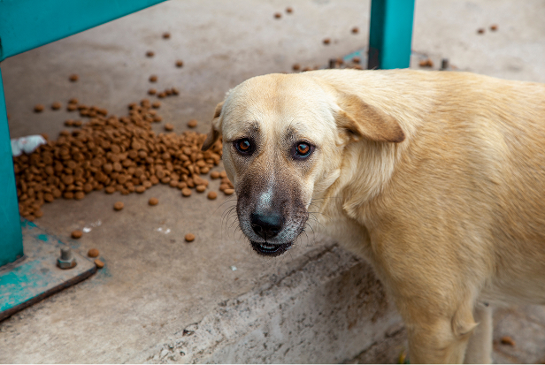 Una nueva oportunidad para perritos en situación de abandono
